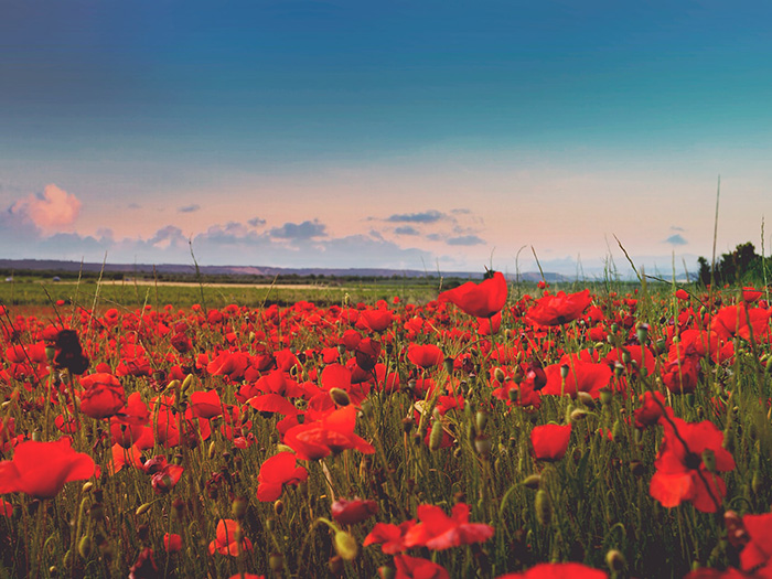 Poppy field, La Rioja, Spain